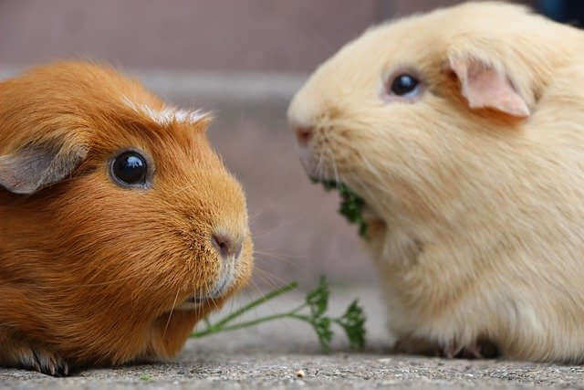 Paringsgedrag cavia trilt en bibbert