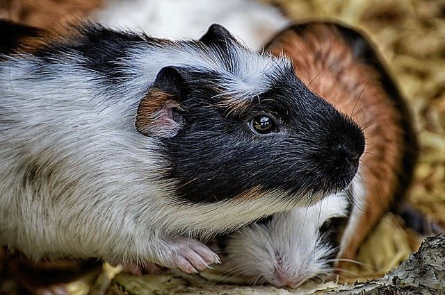 Hoelang  blijft een baby cavia bij de moeder?