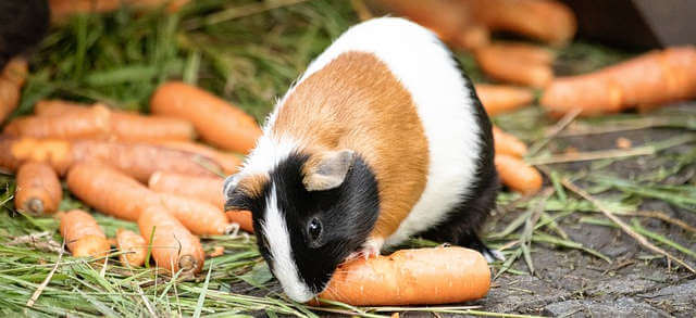 Cavia eet wortel gezond eten