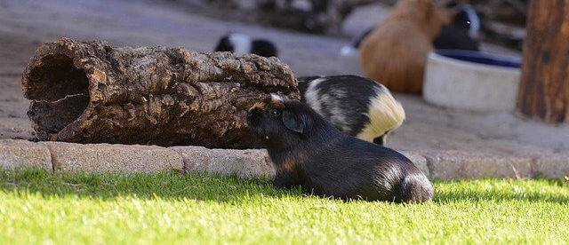 Cavia in beweging