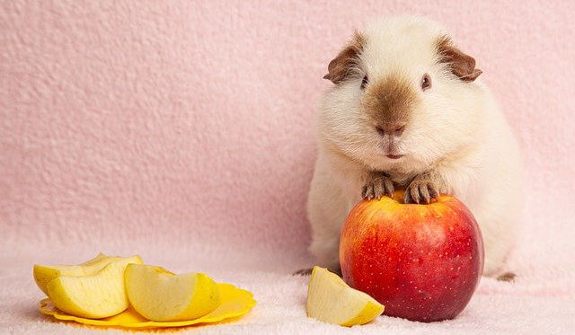 Hoe kan een Cavia Afvallen