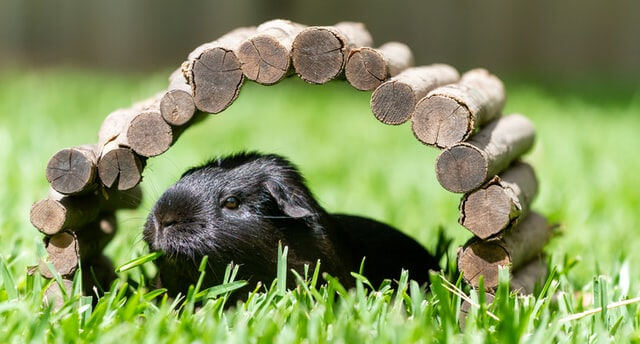 Hoe oud wordt een cavia