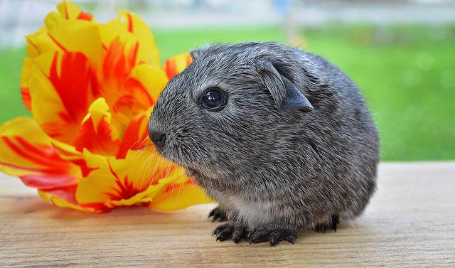 Hoeveel Ruimte Heeft Een Cavia Nodig