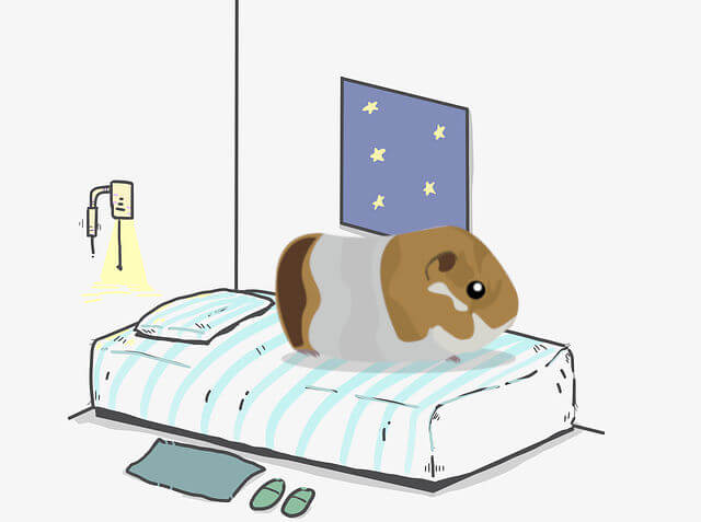 Kan Een Cavia Op Een Slaapkamer Staan