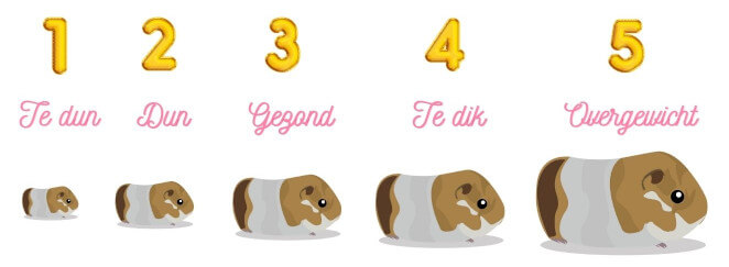 Verschillende diktes cavia