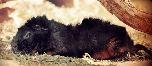 Waar slaapt een cavia het liefst