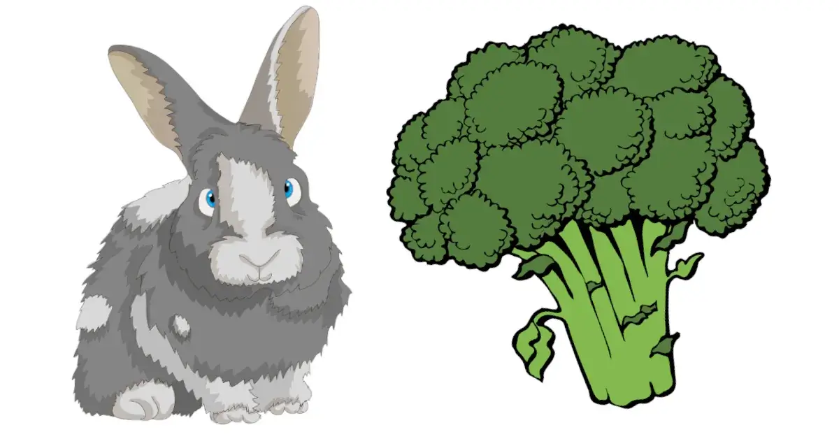 Mag een konijn broccoli eten