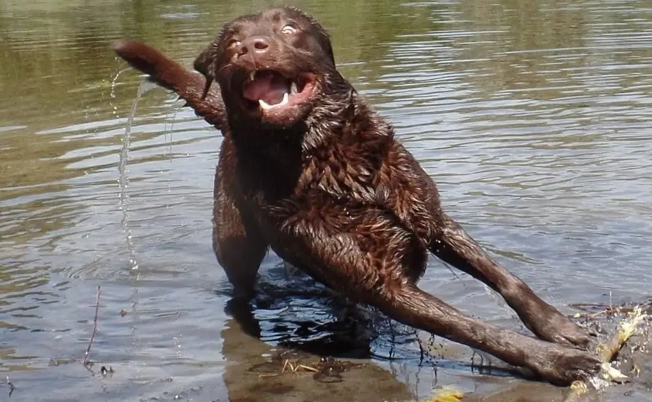 Labrador in water rennen