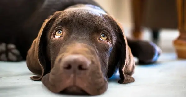 kunnen labradors en katten goede vrienden worden