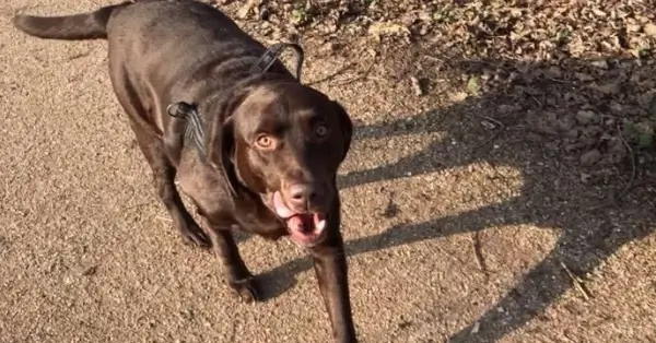 wandelende labrador 8 jaar oud