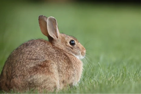 wat is het tamste konijn