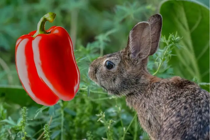 Mag een konijn paprika eten?