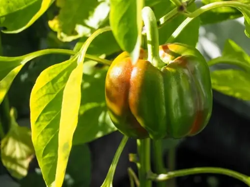 Mag een konijn paprika plant eten?